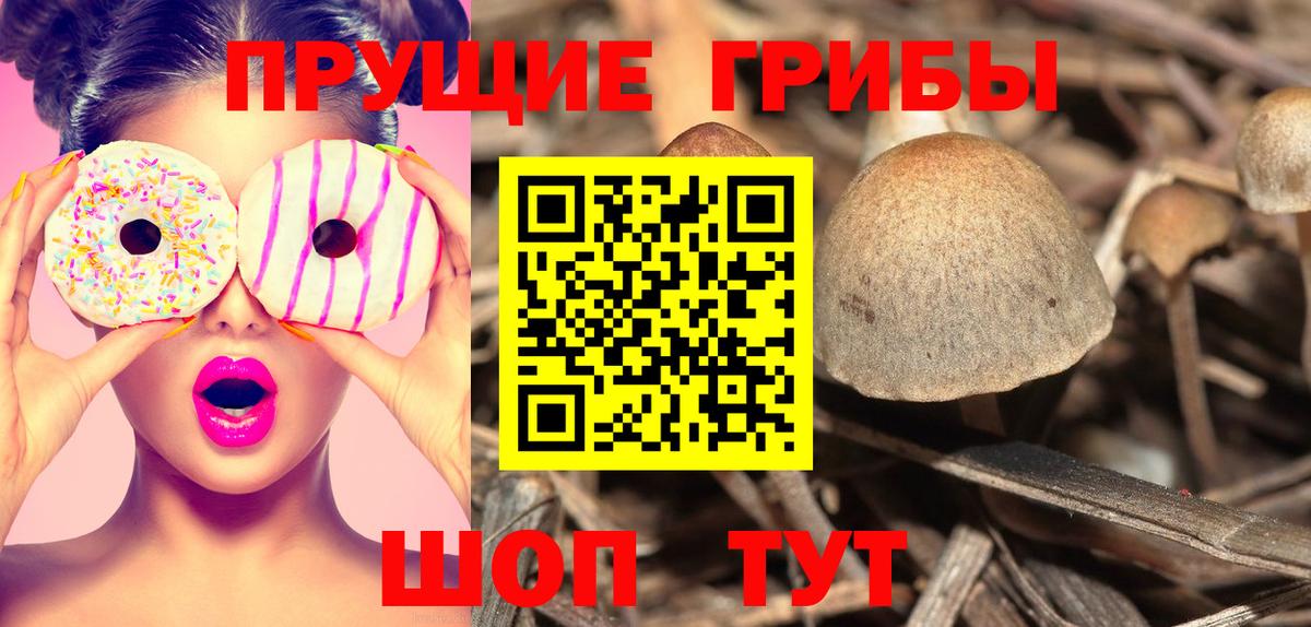 Псилоцибиновые грибы GOLDEN TEACHER Курганинск