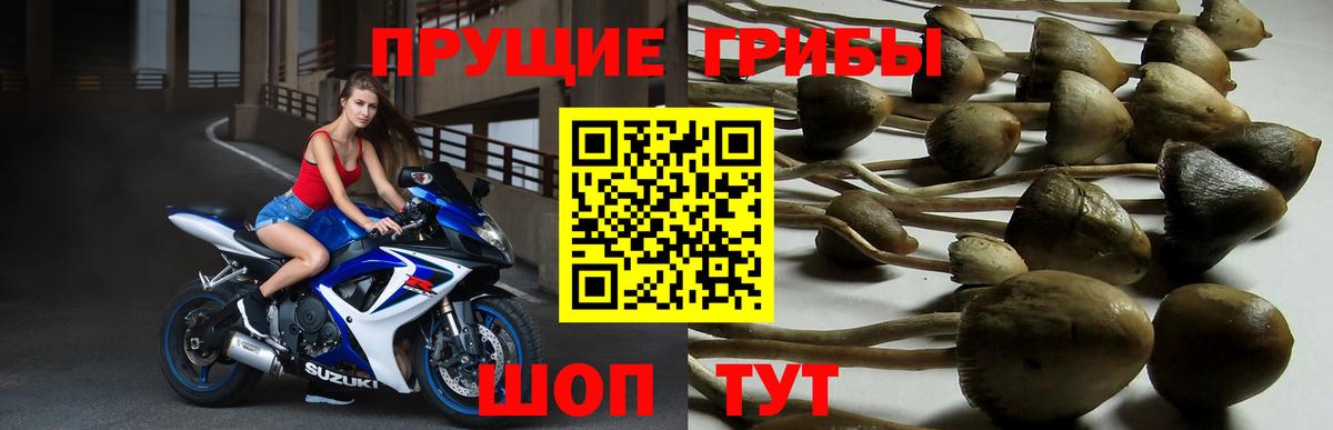 Галлюциногенные грибы прущие грибы  Вход с VPN  Курганинск 